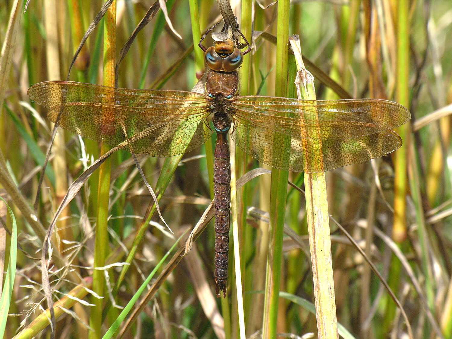 Male Aeshna grandis by David Kitching